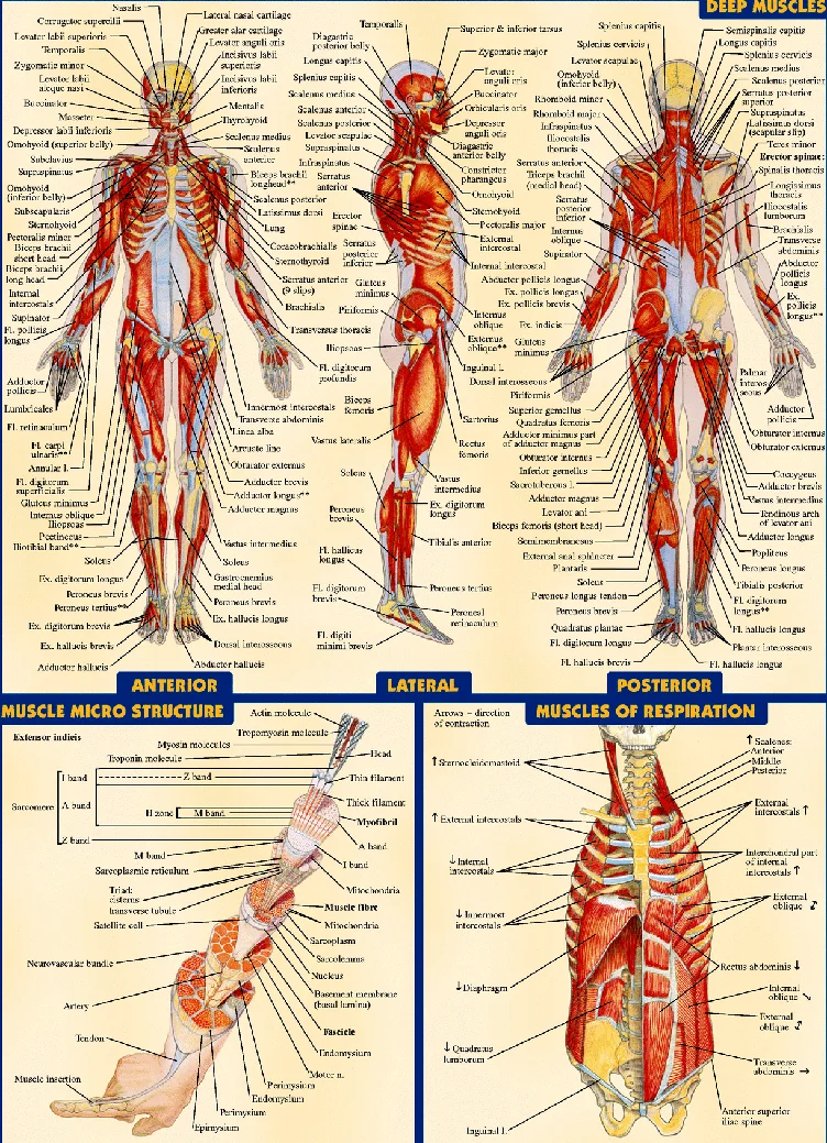 Muscular system essay