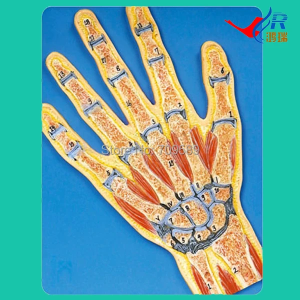 

ISO Hand Section model, Anatomical Hand model