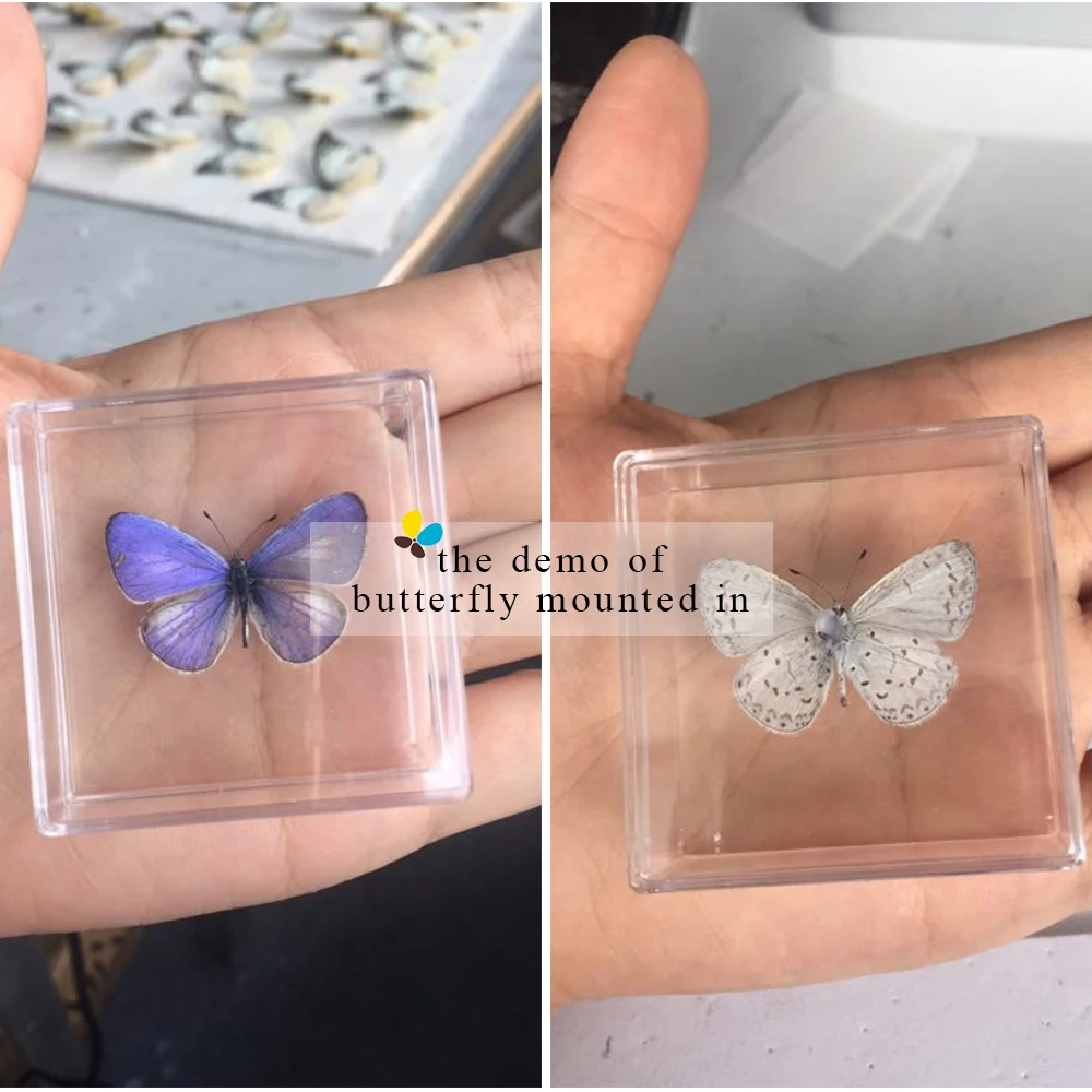 HZF001 XS Empty case set 5*5*2cm for prepared spread butterfly insect