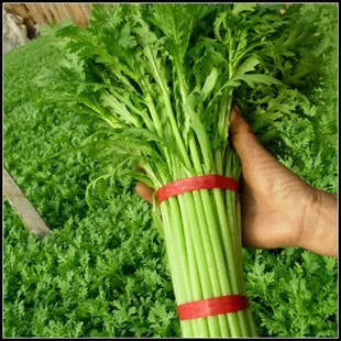 

Hot rod bonsais organic vegetable bonsais 100pcs