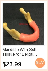 Base de Silicone Mandíbula Edentulosa Dental Modelo Completo Molde Bloco 25 High Quality Beleza e saúde