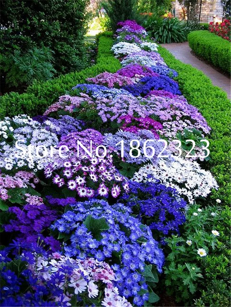 200Pcs/Bag Creeping Thyme bonsai, Rare Color ROCK CRESS plants - Perennial Ground Cover Flower Natural Growth For Home Garden