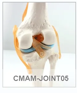 human-joint-models_3