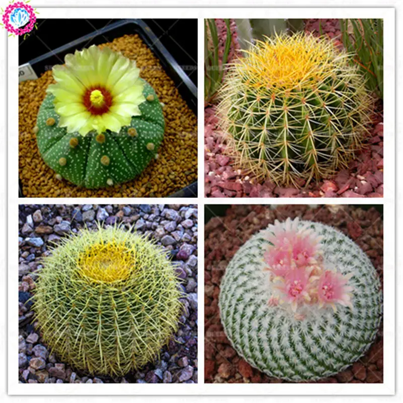 

100 mixed Prickly pear real cactus succulent plant Lithops Pseudotruncatella Bonsai planting for home garden 2018ho