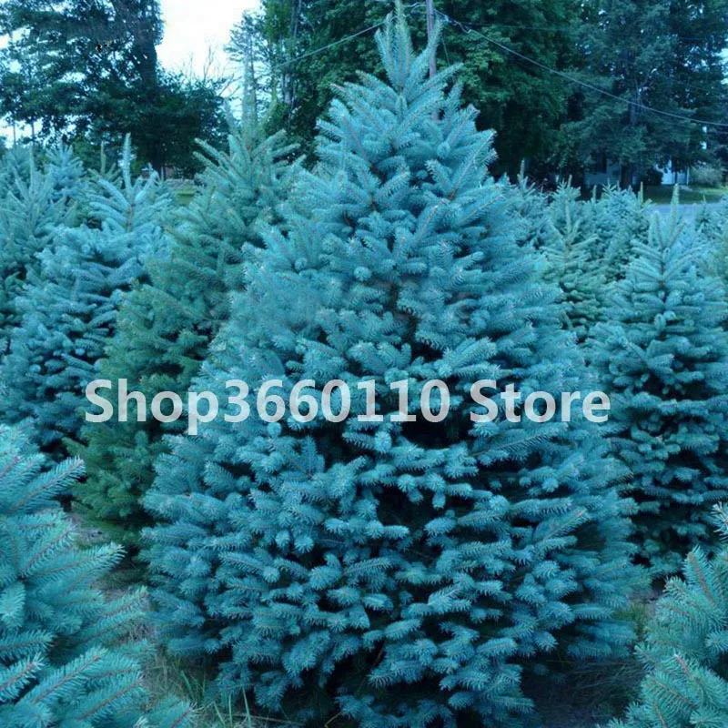 

30pcs rare Colorado blue spruce Bonsai PICEA PUNGENS GLAUCA good for growing in pots, Excellentas a Christmas Tree Plant