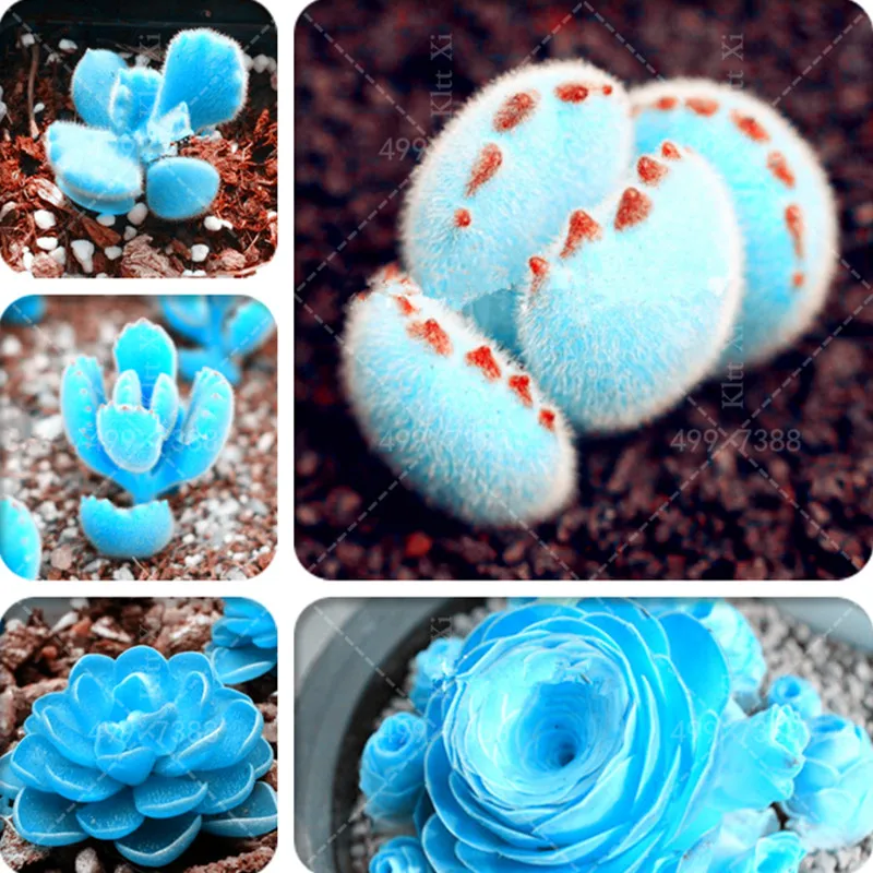 

200pc Rare Blue Mini Succulent Bonsai,Lithops Pseudotruncatella Bonsai Plants,suculentas plantas vivas For Home Garden Easy Grow