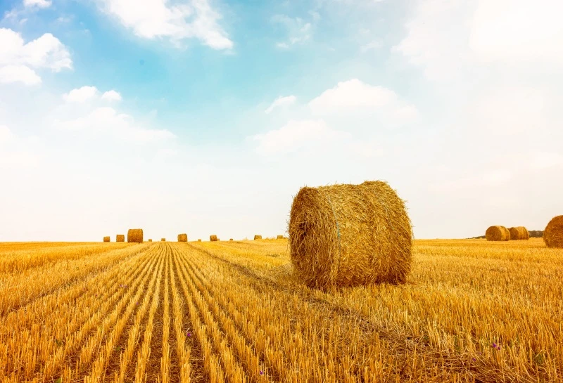 Laeacco 7x5ft Dusk Harvesting Farmland Hayricks Vinyl Photography Background Golden Sunset Glow Summer Countryside Scenery Backdrop Rural Scenic Landscape Wallpaper Studio Photo Props