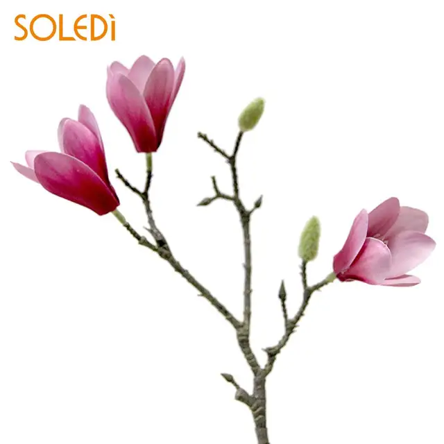 Buy Unique Yulan Magnolia Flower Yulan