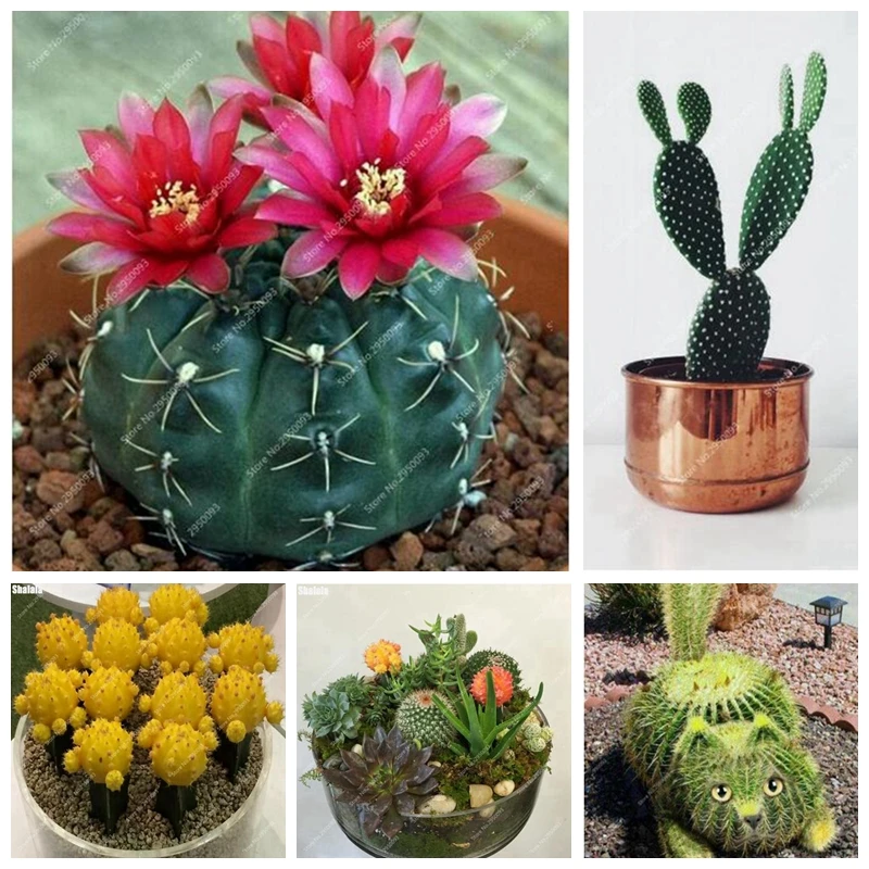 

Promotion!!! 200 Pcs Cactus Rebutia Variety Flowering Bonsai Potted Color Rare Cacti Plant Office Garden Mini Plant Succulent