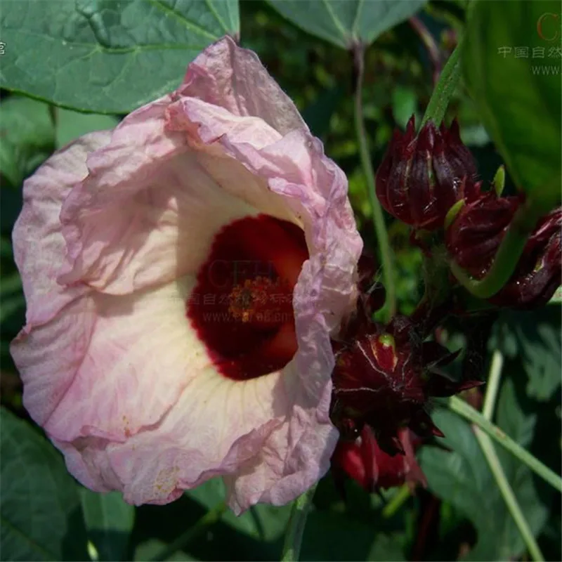 100 PCS / bag Roselle Ilibiscus Roselle Juice Tea Hibiscus Sabdariffa Maintain Beauty And Keep Young Bonsai Garden Flower Plant