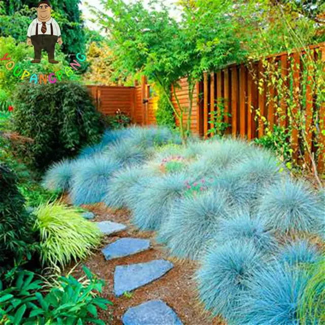 100 Graines Blau Schwingel Gras pflanzen Indoor Garten Festuca ... 100 Graines Blau Schwingel Gras pflanzen Indoor Garten Festuca ...