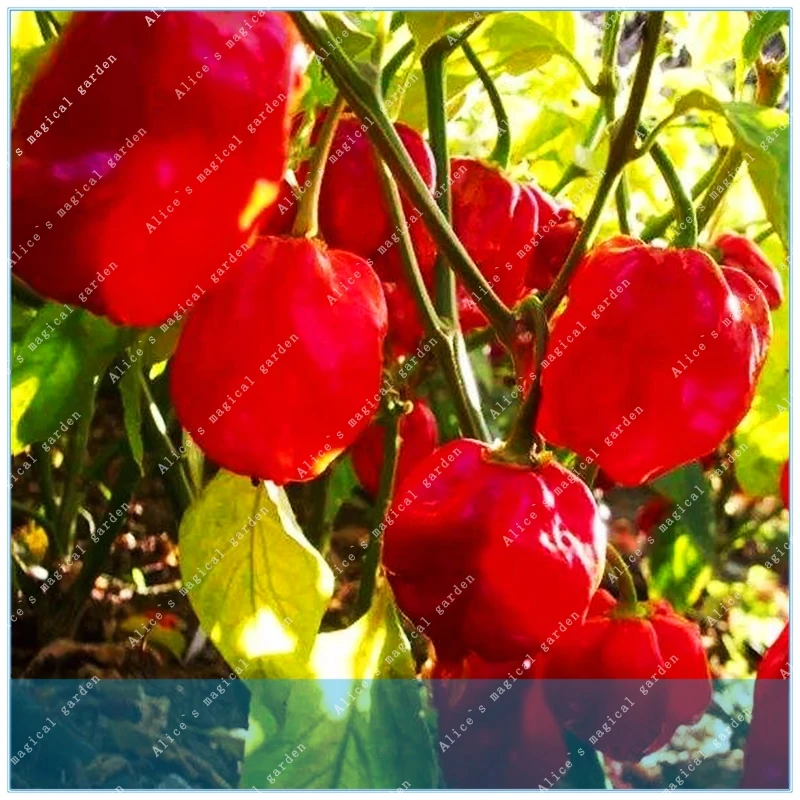 

ZLKING 100 Vegetable Fruit Pepper Giant Chili Sweet Pepper Carolina Reaper Hot Chilli Bonsai Plant Potted