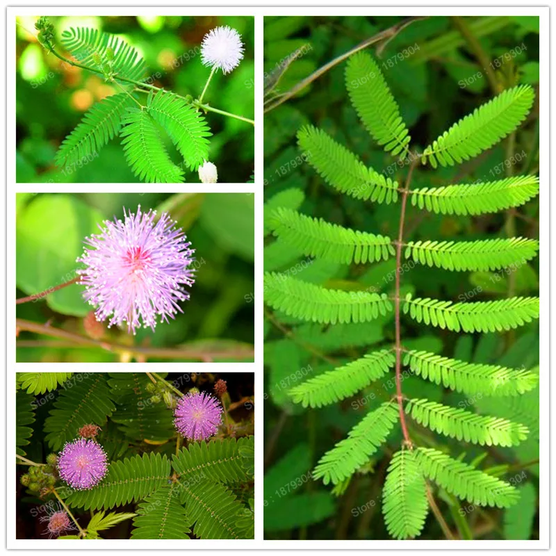 Многолетний Mimosa Pudica Цветочный ЗАВОД Бонсай Mimosa цветок Флорес для дома сад разумный листва цветок предсказать землетрясение 200