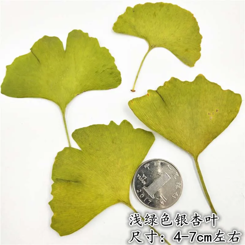 20 шт сушеные натуральные прессованные цветы лист гинкго билоба, миниатюрные настоящие сухие цветочные листья, Цветочные наклейки для красоты нейл-арта, закладки - Цвет: About 4-7CM
