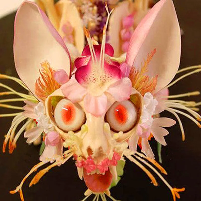 Seltene Japanische affe gesicht orchidee DIY hause garten pflanzen topf