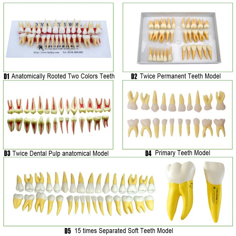 Анатомическая корневая модель зубов дважды постоянные зубы модель и Promary зубы модель