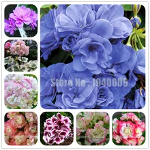 New Arrival 100 Pcs Rare Color Geranium Plant Perennial Flowers Garden Bonsai Flower Easy Growth Indoor