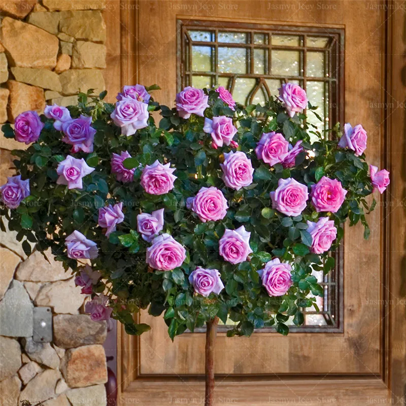100 Pcs/Lot Rose Tree Bonsai Plants 16 Kind of Rare Color Holland Rose Flower Potted Planting for Home Garden Decoration 100 Pcs/Lot Rose Tree Bonsai Plants 16 Kind of Rare Color Holland Rose Flower Potted Planting for Home Garden Decoration