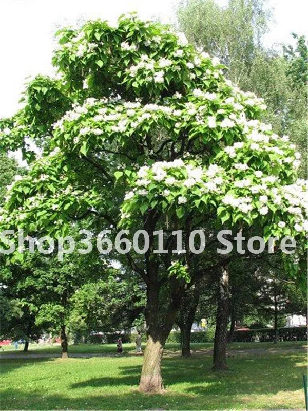 50pcs Exotic Bonsai Tree Catalpa Planta Japan Heirloom Nature Potted