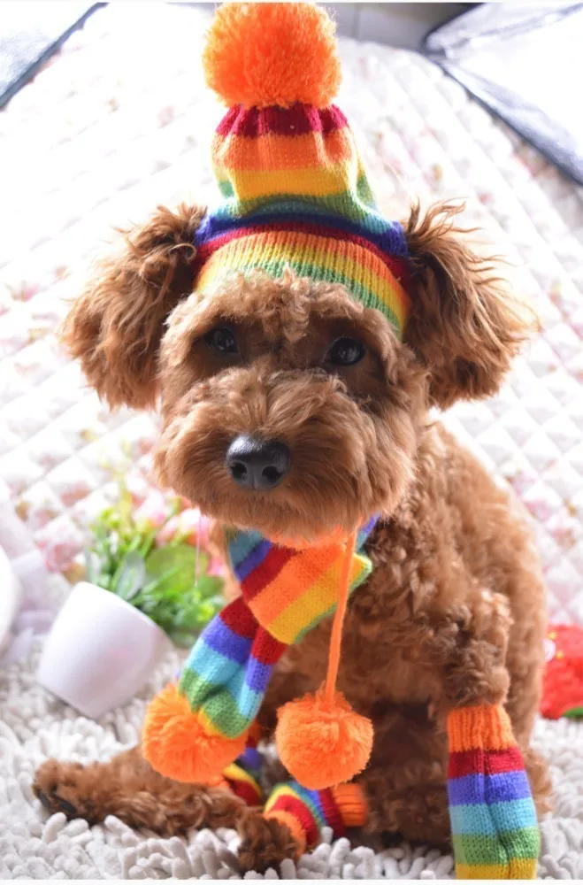 Костюм корги собачья шапка Франс шапка с бульдогом для собак зимние товары Йоркширский терьер трикотажный шарф в полоску щенок наряд костюм