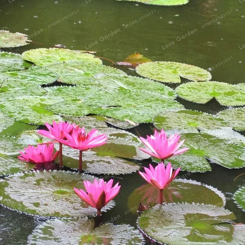 5 Pcs Nymphaea Bonsai Lotus Bonsai Nymphaea Caerulea Asian Water Lily Pad Flower Pond Bonsai Garden Decoration Plant 5 Pcs Nymphaea Bonsai Lotus Bonsai Nymphaea Caerulea Asian Water Lily Pad Flower Pond Bonsai Garden Decoration Plant
