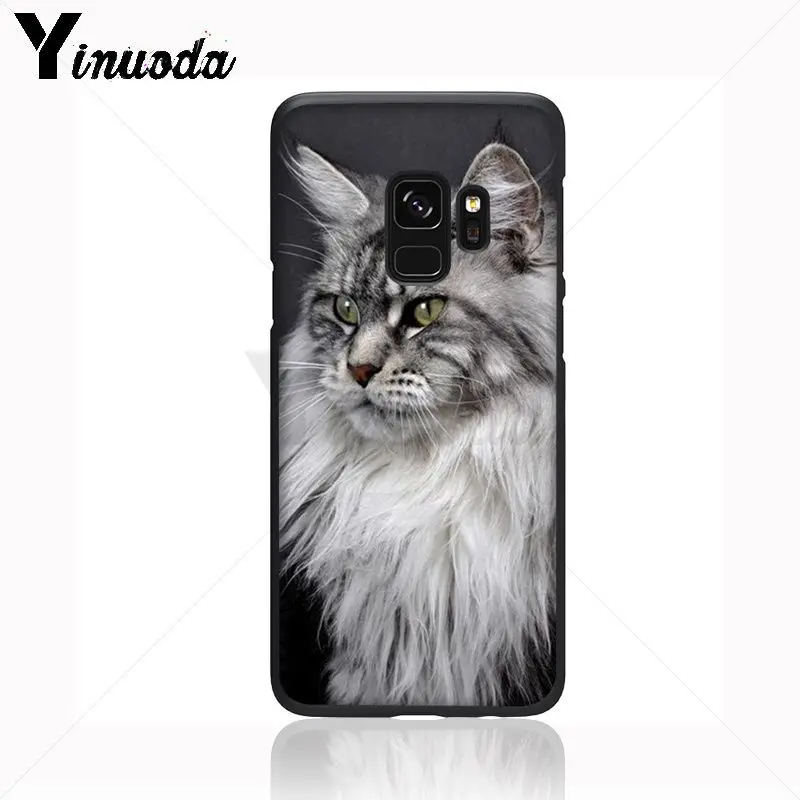 pet maine coon cat