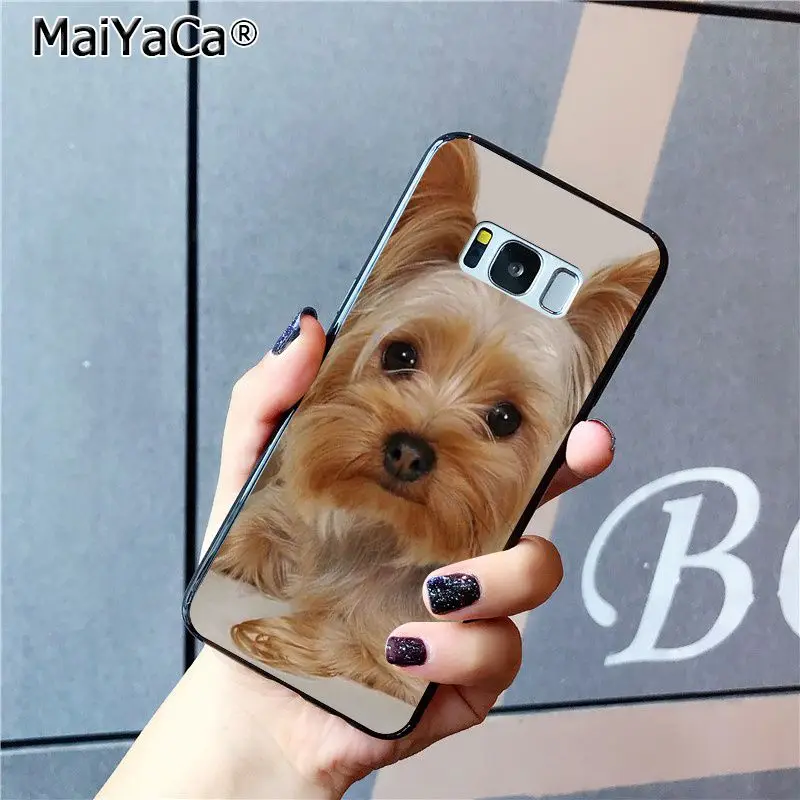 yorkshire terrier dog puppy