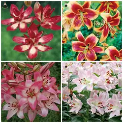 200 шт. Редкие перуанский цветок лилии растений Mix-цвет красивый цветок лилии для дома и сада садовые цветы растений