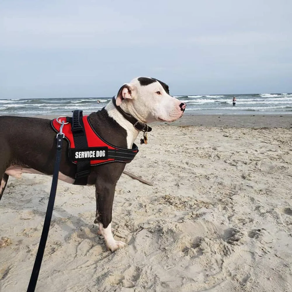 therapy dog vest
