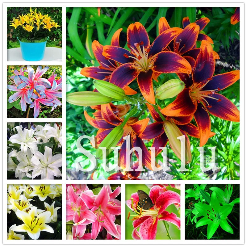 

Loss Promotion!100Pcs Double lily flower plants indoor potted flower pot ball perfume lily Bonsai,Natural Growth for Home Garden