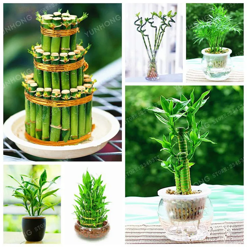 6 Kinds Lucky Bamboo Choose Potted Bonsai Variety Complete Dracaena plant The Budding Rate 95% 30 PCS/Pack
