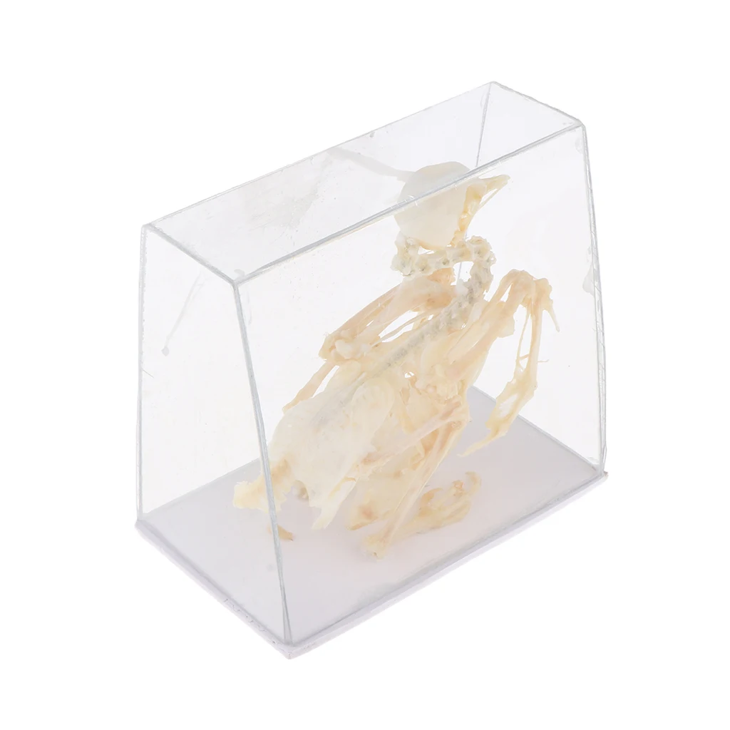 Animal Anatomical Model Pigeon Bird Skeleton Real Statue, Kids Science and Nature Toy, Lab Supplies