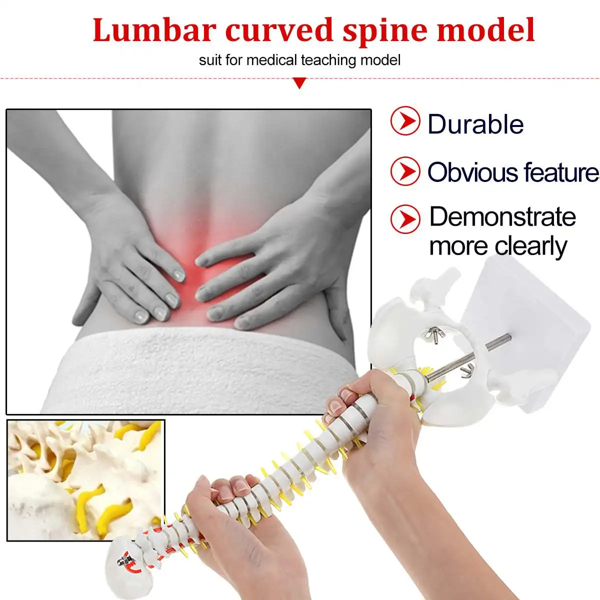 45 см Гибкая 1:1 взрослых поясничного изгиб позвоночника модель людей Скелет с спинальный диск Модель таза используется для массажа, йога