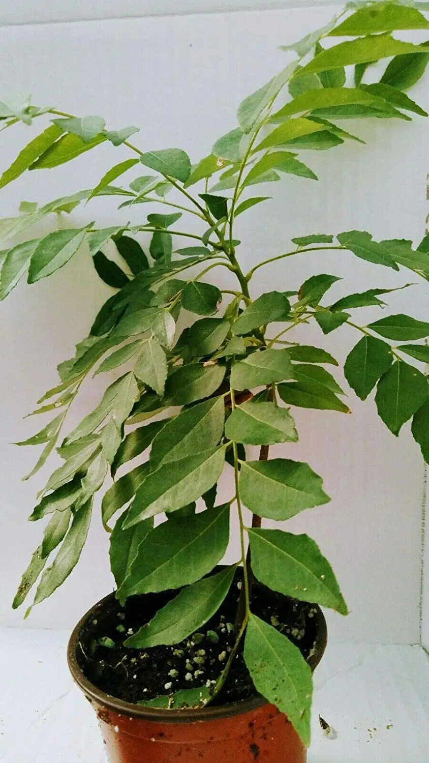 Rare 200 Pcs Curry Leaves Tree Bonsai Herb Plant for Home Garden Indoor Plants Green Plants Rare 200 Pcs Curry Leaves Tree Bonsai Herb Plant for Home Garden Indoor Plants Green Plants
