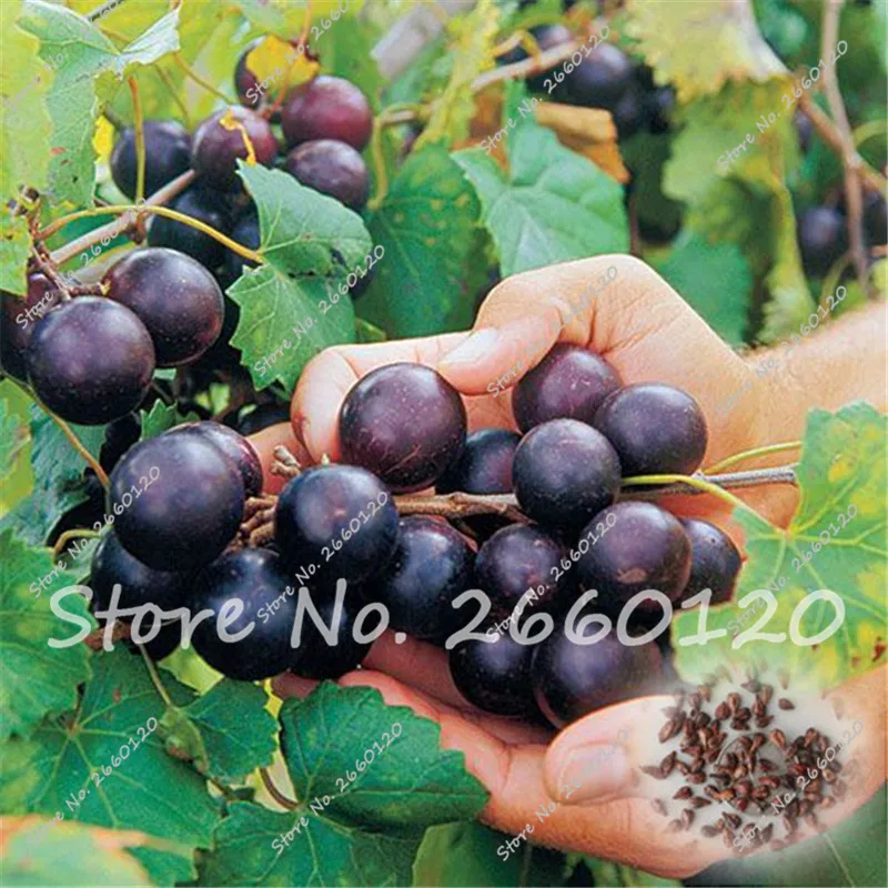 

Big Sale !!! Bonsai Very Rare Japanese Dwarf Kyoho (Vitis Labrusca) Deep Purple Table Grape Delicious Fruit 20 PCS