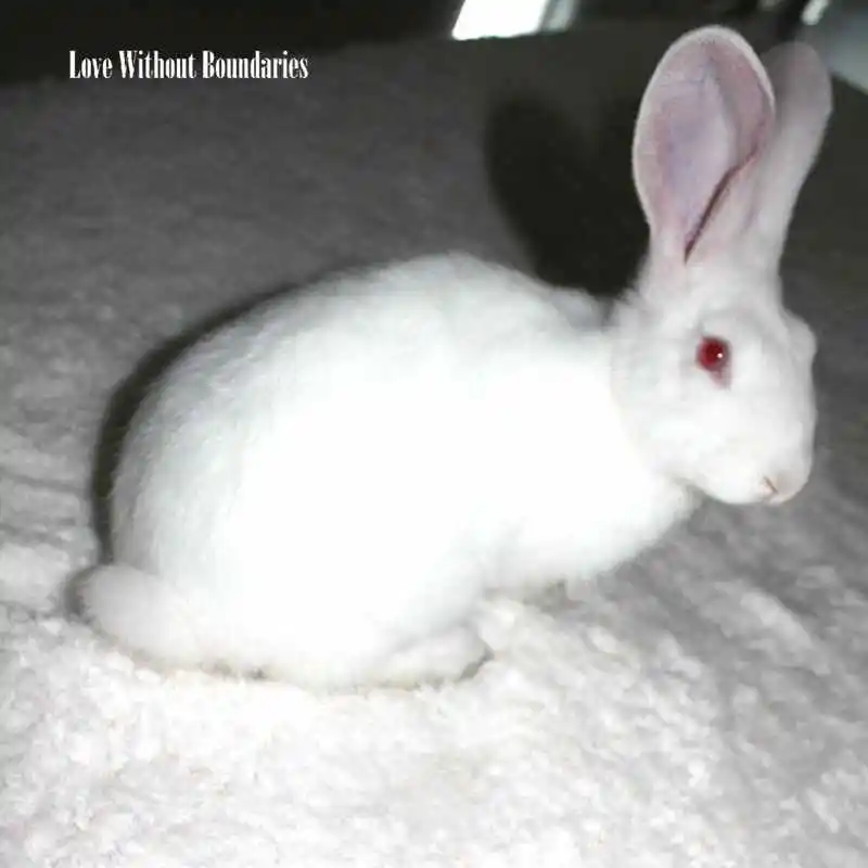 WHITE SNOW CARPET (5)