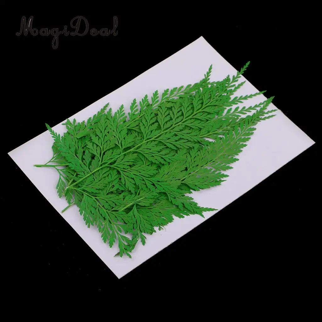 12pcs Natural Press Fern Leaves Pressed Real Dried Flower Dry Leaves for DIY Crafts Bookmark Scrapbooking Card Making