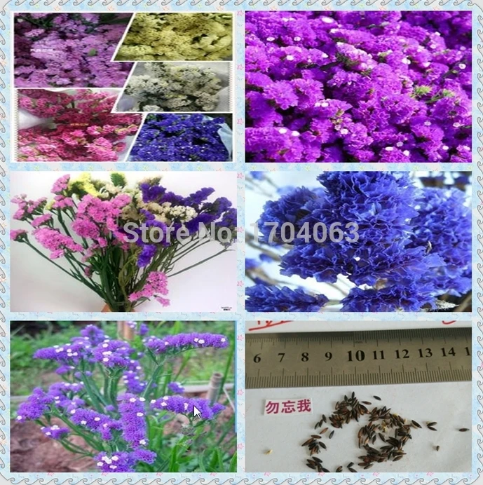 

30pcs Wholesale 100% authentic Mix Sea Lavender flower plants, Bonsai organic
