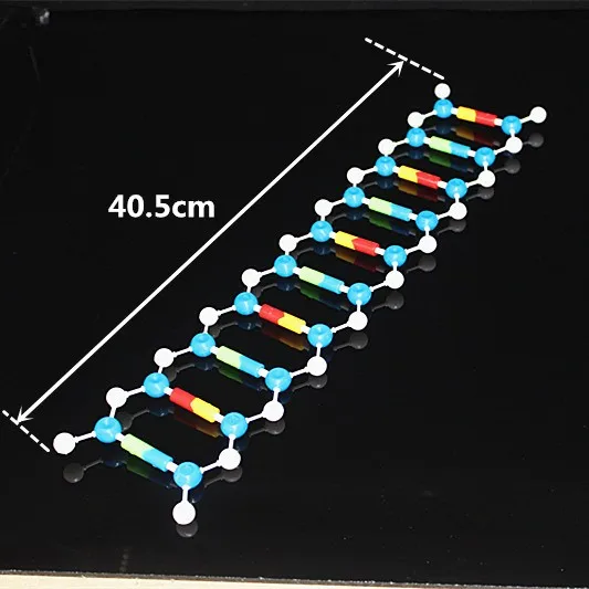 Набор моделей для анализа крови биологические молекулярные модели двухспиральная молекулярная структура модель дезоксирибонуклеиновая кислота 10 слоев обучающая посуда
