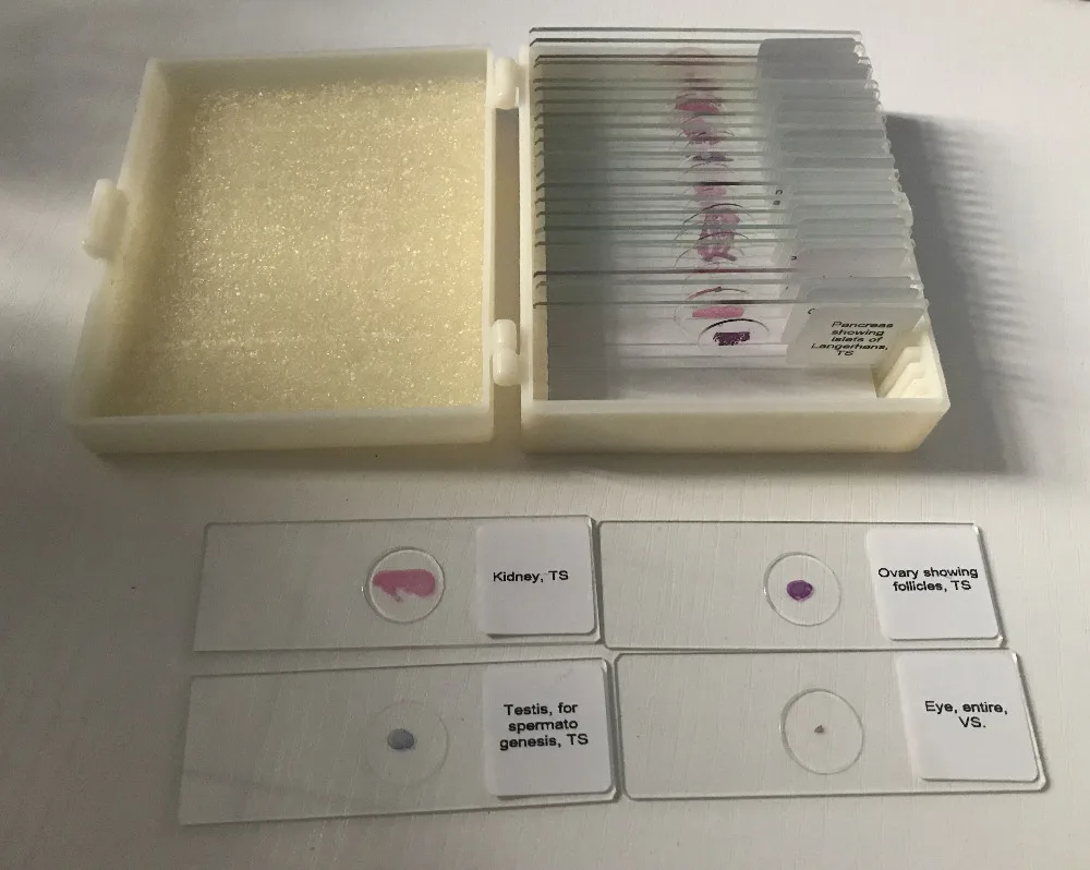histology prepared slides (3)