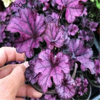 

5Pcs A Set Heuchera micrantha