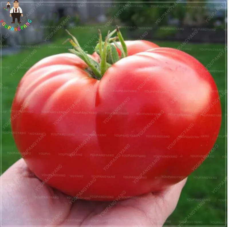 томат гигантский монстр (фамильные томаты) 25 шт. большой красный помидор. томат супермясистый крупноплодный. томаты монстр отзывы. томаты монстр отзывы.