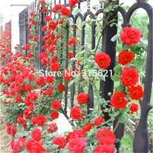 Red Climbing Plant Polyantha Rose Seeds DIY Home Garden Courtyard Pot Flower 100pcs Free Shipping