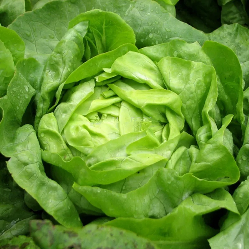 Lettuce (aka Butter Lettuce) 100+ Seeds Certified Organic Non GMO