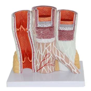 

Arteriovenous Model.The Model of The Blood Vessels.The Artery Vein Model.the Vascular Anatomy Model.