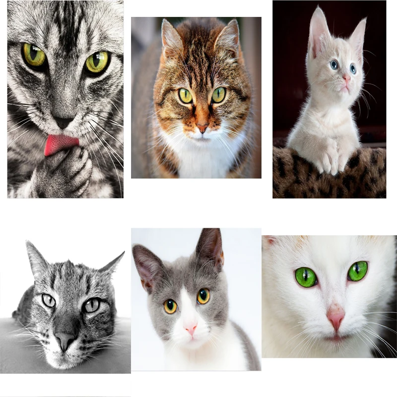 5D DIY diamond painting various cat picture Full Square cross stitch mosaic home decor embroidery kit Art Craft | Дом и сад