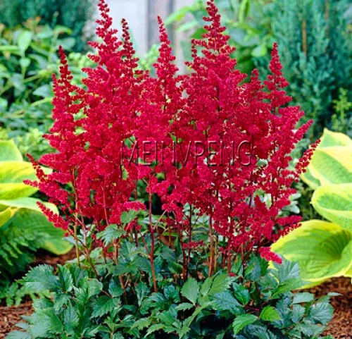 

Hot Sale!Mixed 9 Colors Astilbe Chinensis bonsai 100PCS Bonsai Purple Red White Blue Pink Green Colorful Perennial Garde