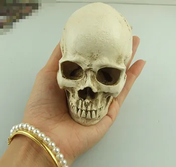 

small size Human skull model resin skull model art special specimen copy model skeleton model