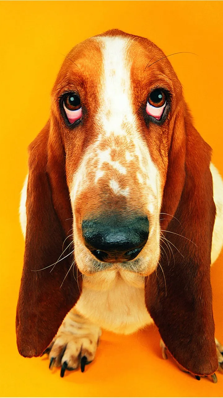 5d Diy Berlian Lukisan Cross Stitch Anjing Telinga Panjang Jarum