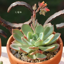 10 Семян/Мешок Семена Толстянковые ECHEVERIA secunda Засухи Прочный Завод Сочные Растения Листва Растений